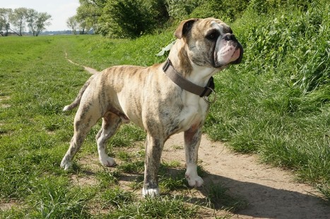 Continental Bulldog Bulldog-Bogeys Barid
