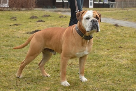 Continental Bulldog Seeblickbulls Al Bruno